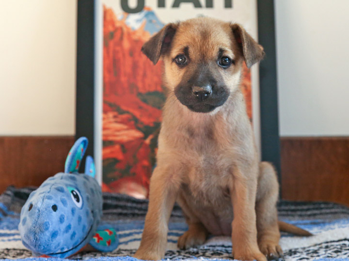 chinook puppy